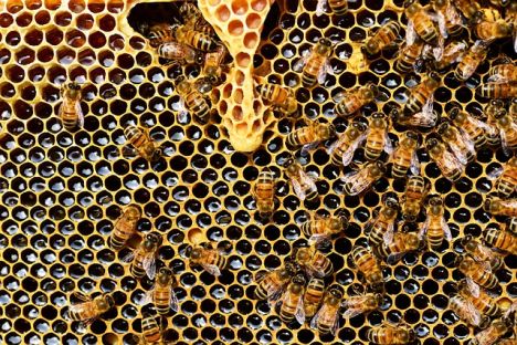 A méhészetnek fontos szerepe van a vidékfejlesztésben